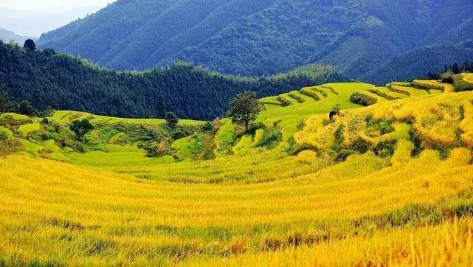 广东深圳枫叶，城市独特色彩之韵